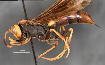 Media type: image;   Entomology 33135 Aspect: habitus lateral view